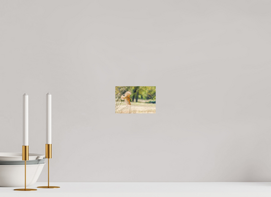 Low cruising carnage