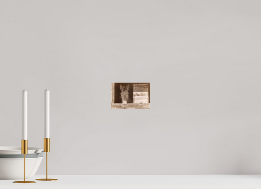 6 x 4″, Color Print Horsey contemplation