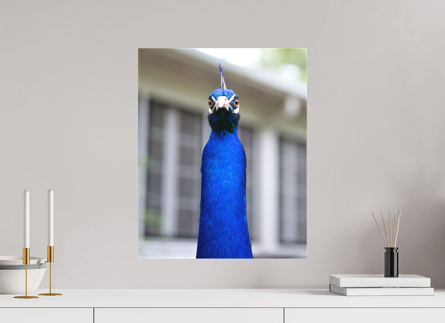 Foul Peafowl