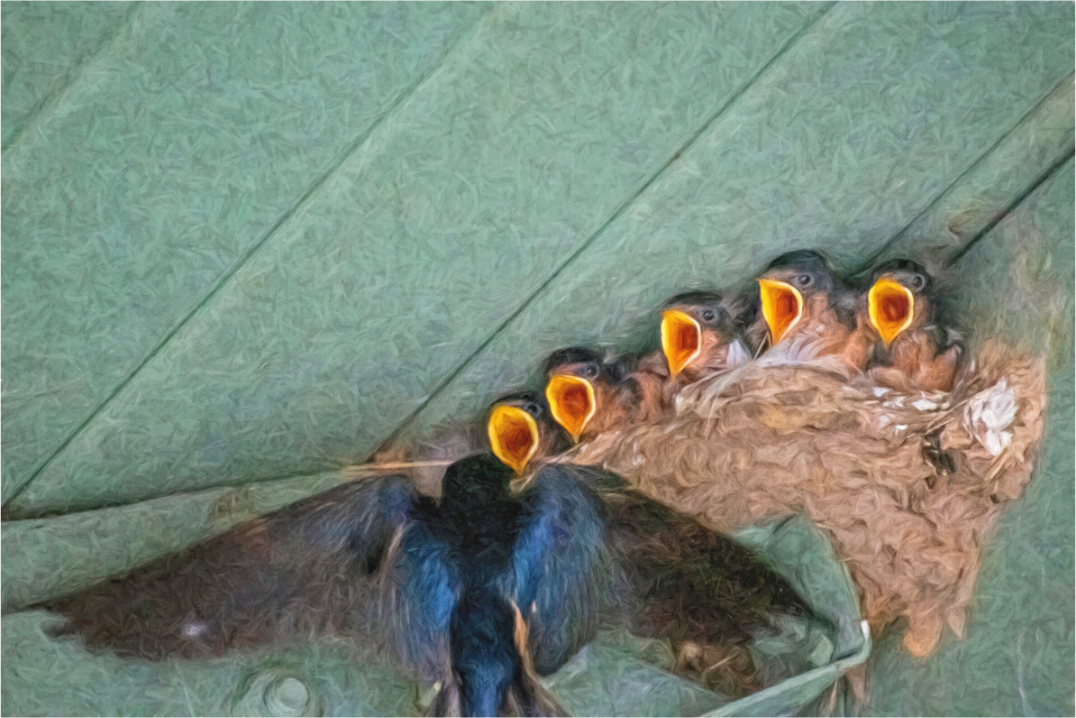 Needy Nestlings