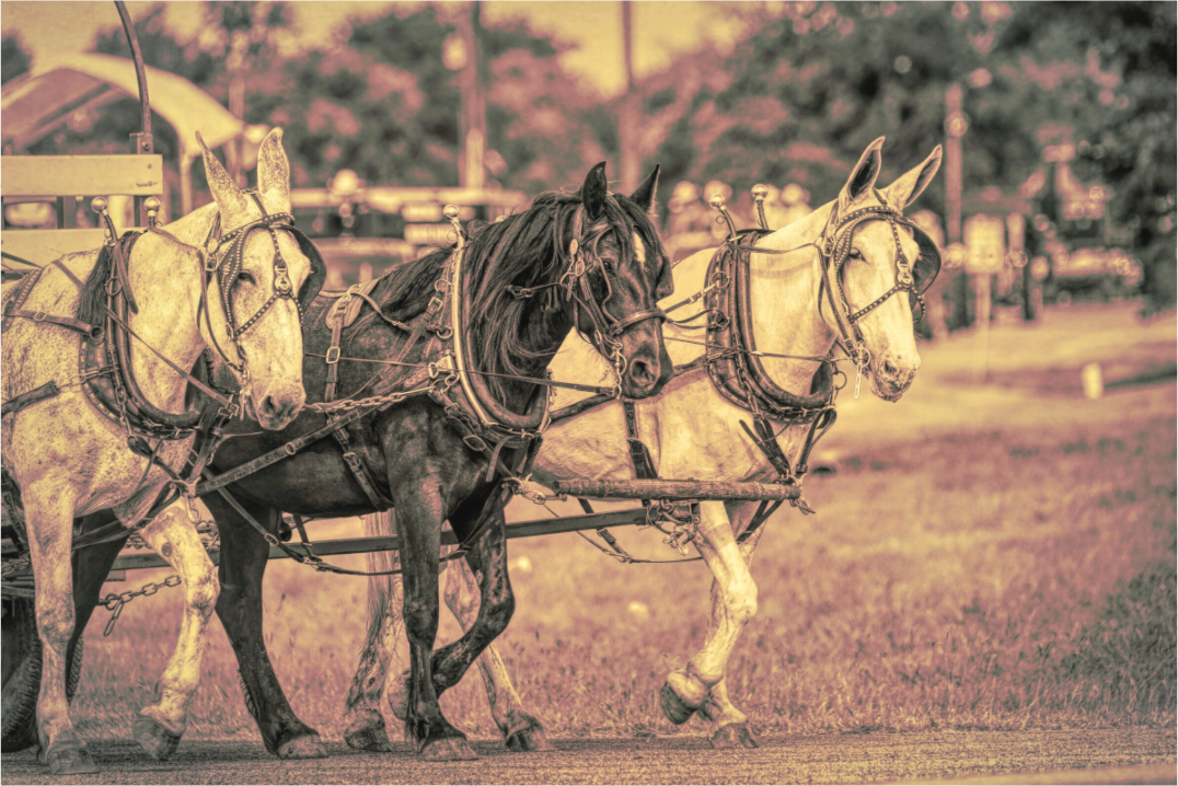 Main image Horsepower