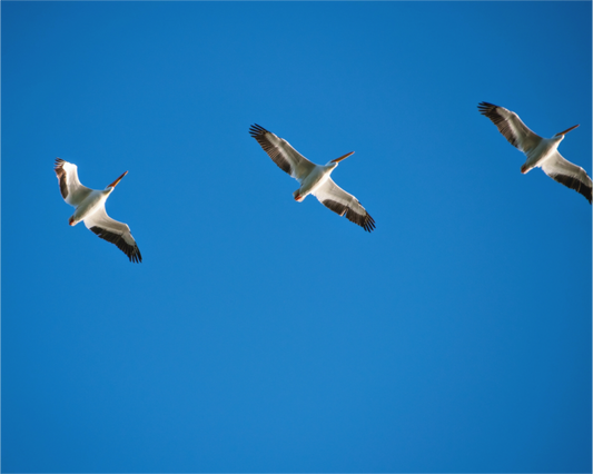 Pelicans in Flight