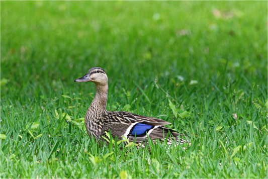 Madam Mallard
