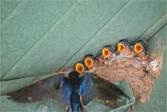 Needy Nestlings