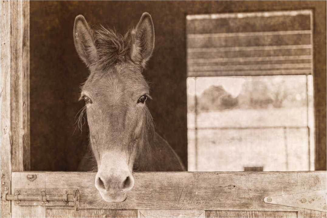 Main image Horsey contemplation