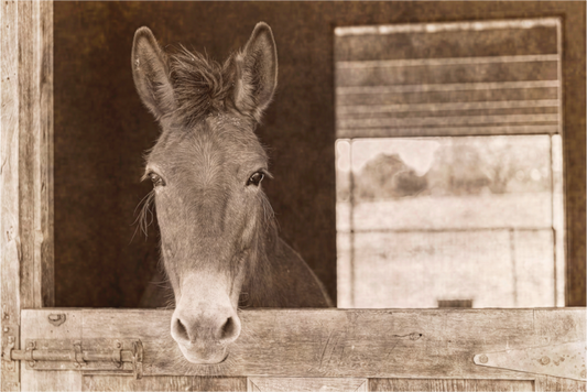 Main image Horsey contemplation