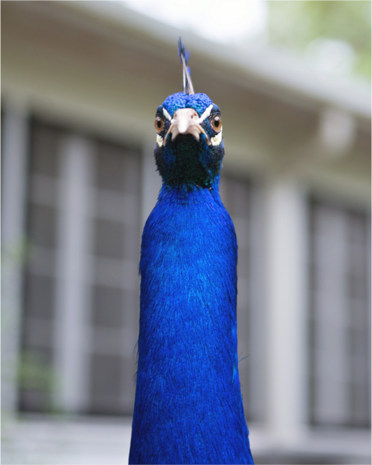 Foul Peafowl