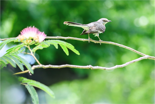Mimicry on a Mimosa