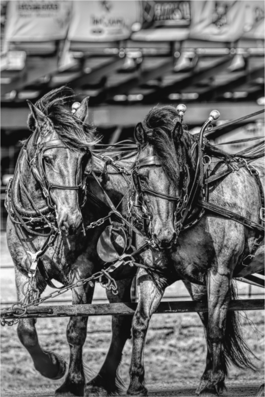 Main image Mane Attraction