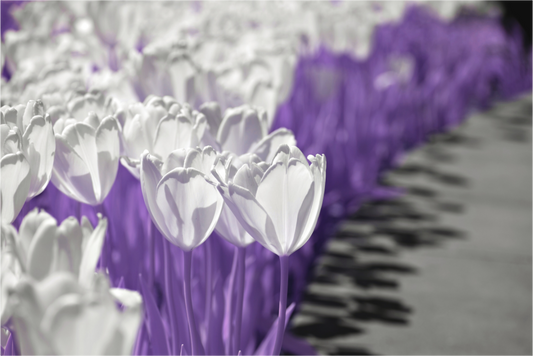 Transcendent Tulips