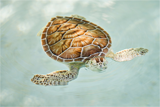 Bubbly Sea Turtle